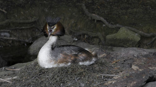 Close-up of angry bird with mouth open