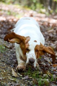 Portrait of dog on field