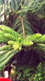 Close-up of fern leaves on tree