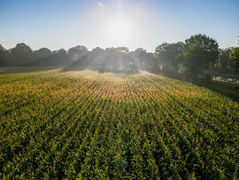 Quiet golden sunset over the green rural cornfields, countryside fresh agricultural background