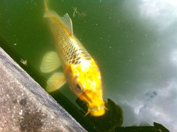 Close-up of fish underwater