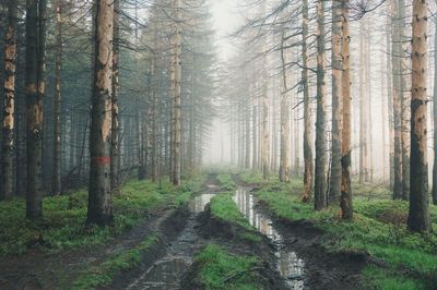 Road amidst trees in forest