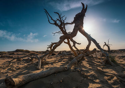 Driftwood on tree trunk in desert against sky