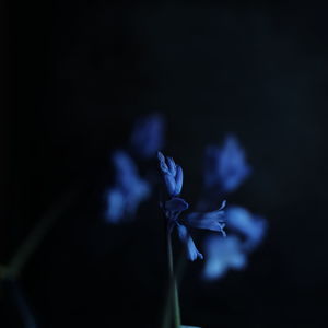 Close-up of purple flowering plant against black background