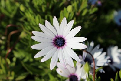 Close-up of white flower blooming outdoors