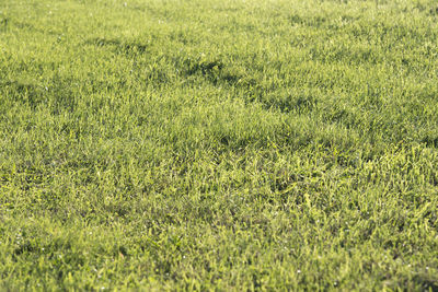 Full frame shot of grassy field