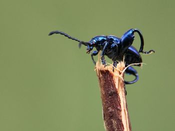 Close-up of insect on wood