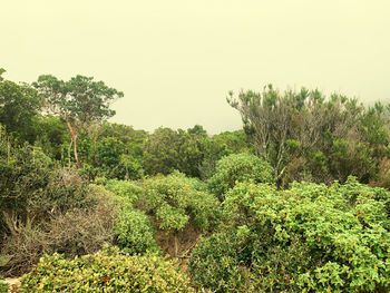 Plants and trees against sky