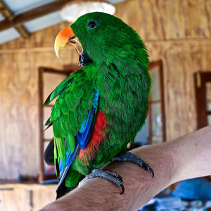 Close-up of a hand holding parrot