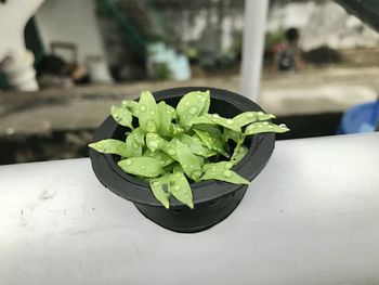 Close-up of potted plant on table