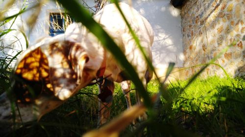 Close-up of lizard on plants