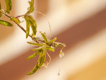 Close-up of plant