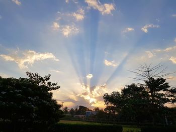Trees on field against sky at sunset