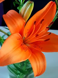 Close-up of orange day lily blooming outdoors