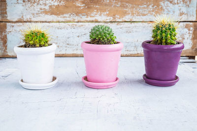 Close-up of potted plants on table