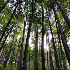 Low angle view of bamboo trees in forest