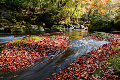 Plants growing in stream by rocks during autumn