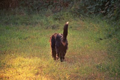 Horse on field