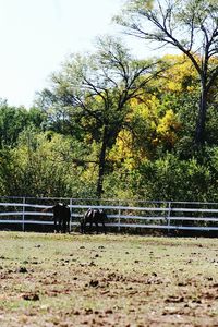 Horse on railing against trees