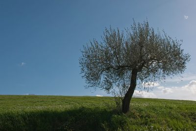 Scenic view of grassy field against sky