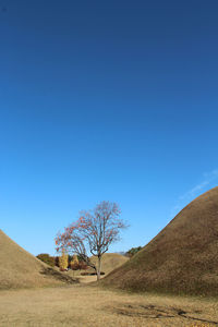 Persimmon tree at daereungwon royal tomb park with the blue sky in autumn, gyeongju, soutn korea