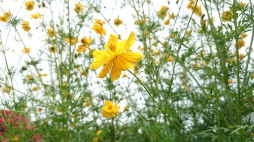 Close-up of yellow flower