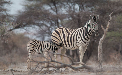 Zebras standing in a field