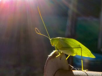 Close-up of insect on leaf