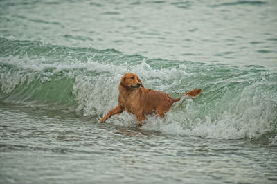 Dog running in sea