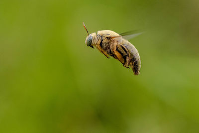 Bumble bee flying