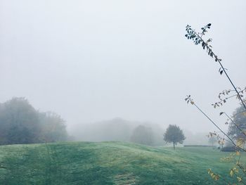 Trees on field against sky