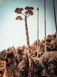 Low angle view of palm trees on field against sky