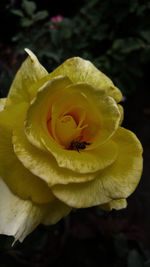 Close-up of yellow flower