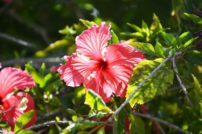 Close-up of pink flower