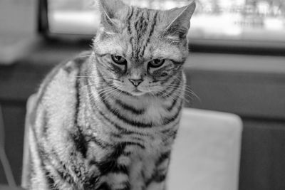 Close-up portrait of a cat looking away