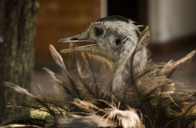 Close-up of  bird