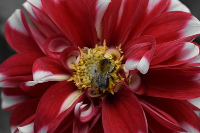 Close-up of bee on hibiscus