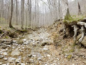 Stream flowing through rocks in forest