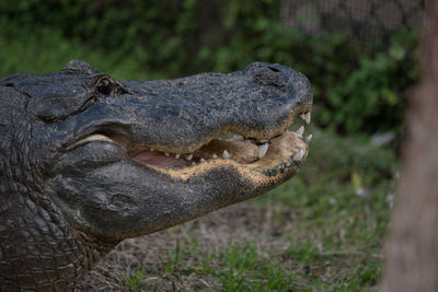 Close-up of a alligator.