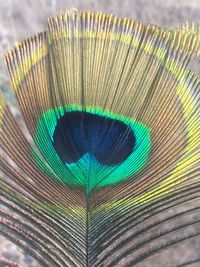 Close-up of peacock feathers