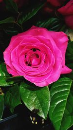 Close-up of pink rose blooming outdoors