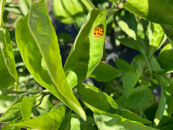 Close-up of ladybug on leaf