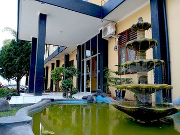 Potted plants by swimming pool against building