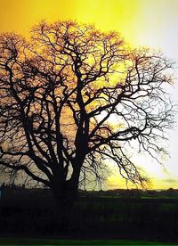 Silhouette of bare trees on landscape at sunset