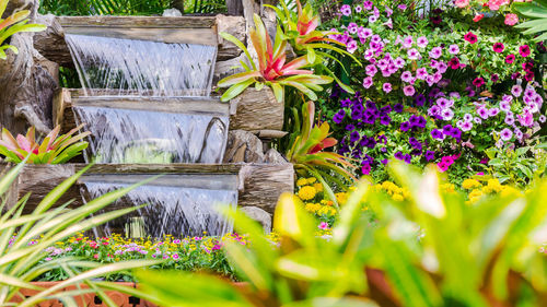 Purple flowering plants in water