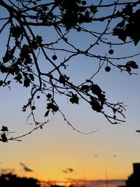 Low angle view of silhouette trees against sky during sunset