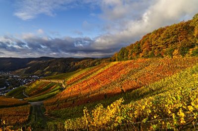 Scenic view of vineyard against sky during autumn