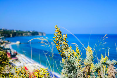 Close-up of flowering plant against blue sea