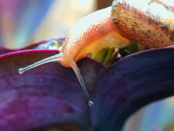 Close-up of snail on leaf