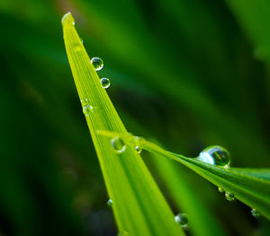 Close-up of wet plant during rainy season